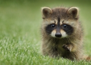 开云体育中国官网-足球的平行宇宙，多特蒙德式巅峰对决，厄瓜多尔式决胜意志与帕尔默的压力涅槃